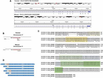 Differences Between Human and Murine Tau at the N-terminal End